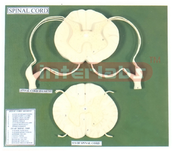 HUMAN SPINAL CORD